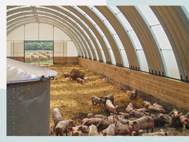 Строительство свинарников в Подольске